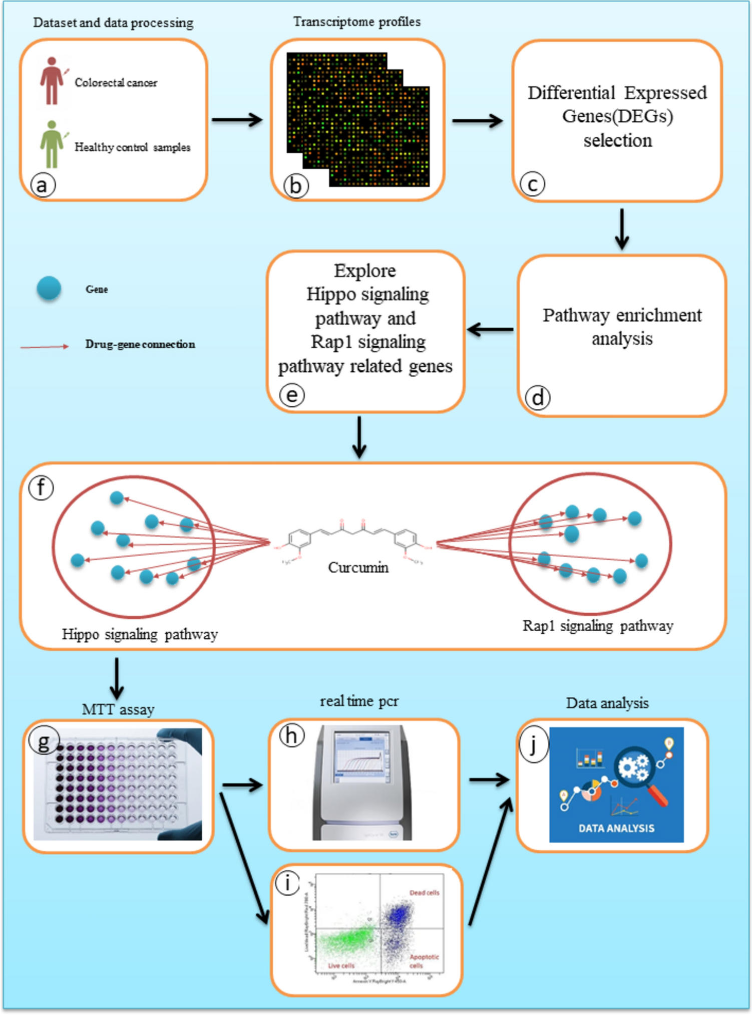 Targeting the Hippo and Rap1 signaling pathways: the anti-proliferative effects of curcumin in colorectal cancer cell lines