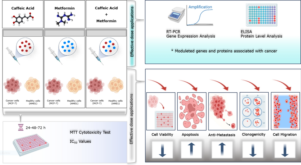 Investigation of potential anti-metastatic effect of metformin and caffeic acid combination therapy in breast cancer cell line in in-vitro culture model
