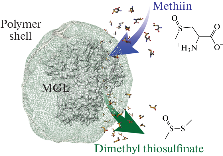 Toxicity Study of the Pharmacological Pair of Encapsulated Citrobacter freundii C115H Methionine γ-Lyase/Methiin