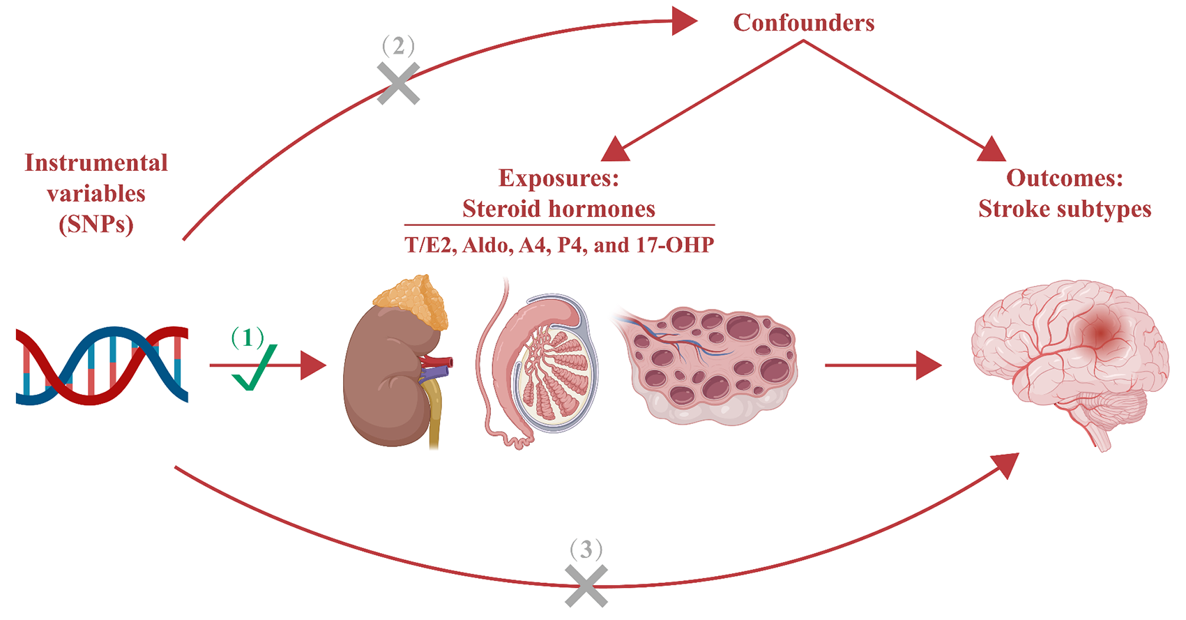 The causal relationship between steroid hormones and risk of stroke: evidence from a two-sample Mendelian randomization study