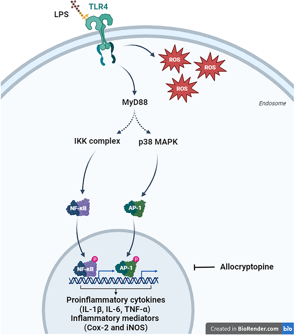 Allocryptopine Attenuates Inflammatory Responses in Microglial Cells Via TLR4-Dependent NF-κB and p38 MAPK Pathways