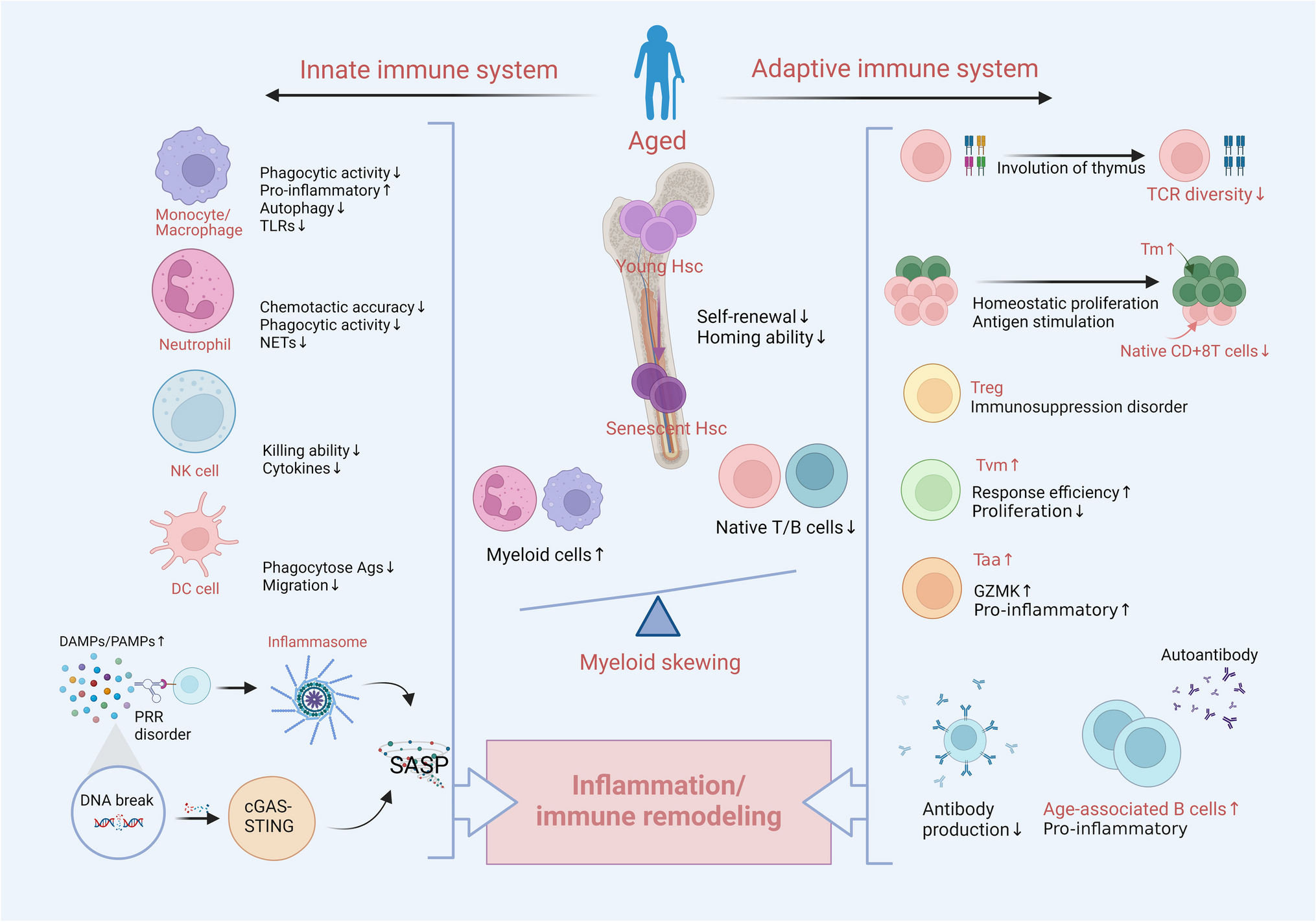 The Aging Immune System: A Critical Attack on Ischemic Stroke