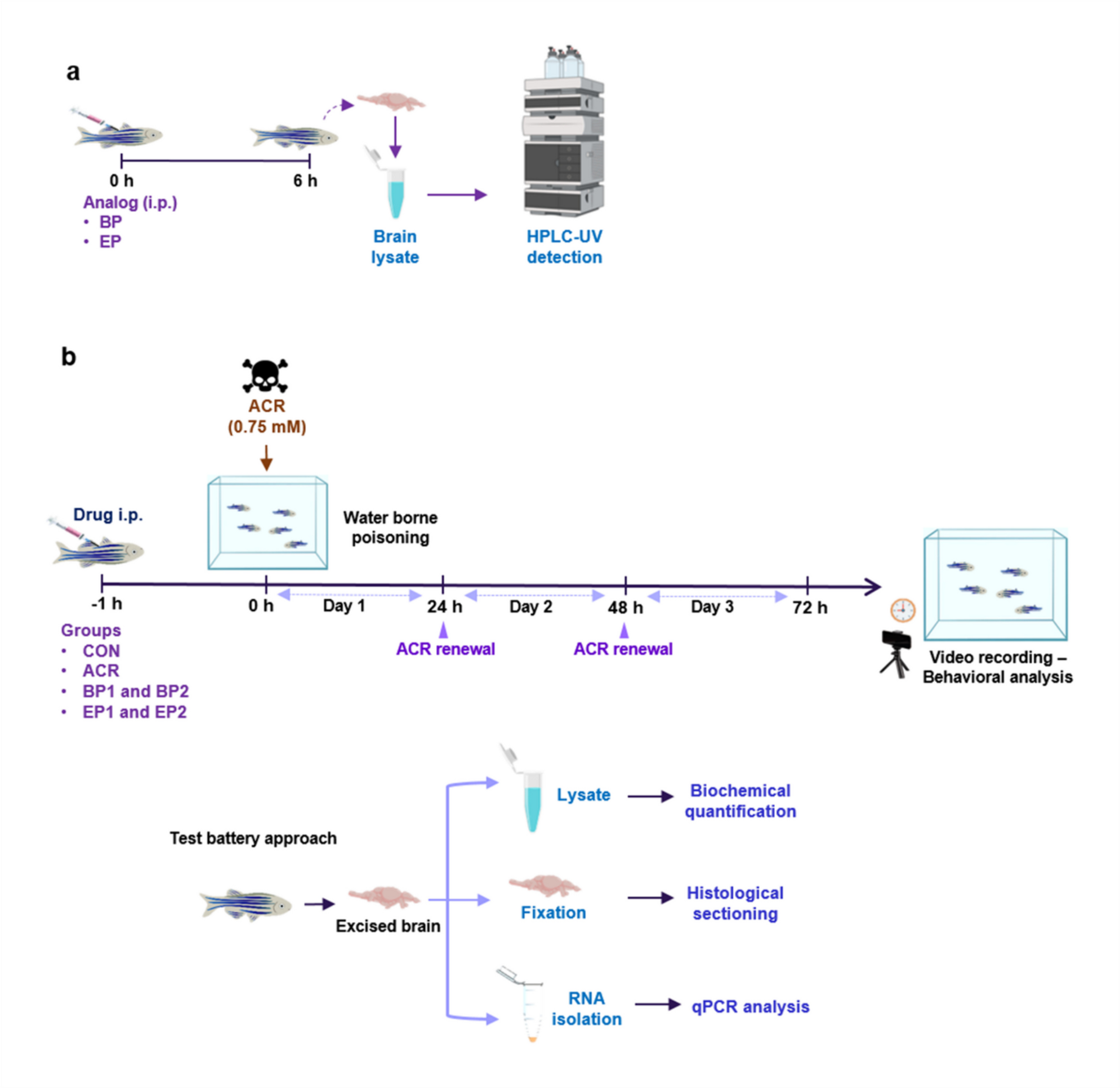 Protective Effect of Sulfur-Containing Heterocyclic Analogs Against Acrylamide-Induced Behavioral and Biochemical Alterations in Zebrafish