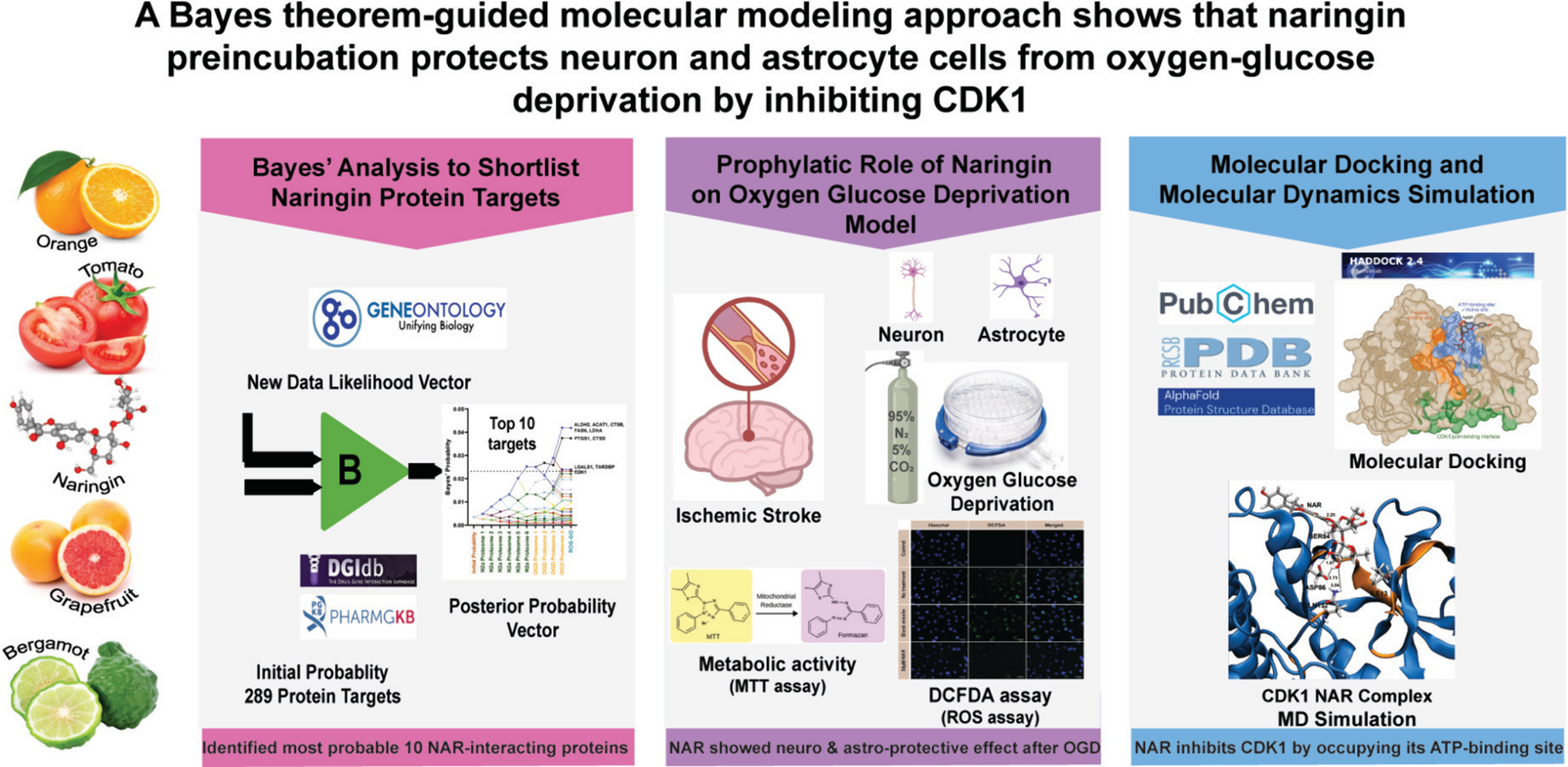 Antioxidant Effect of Naringin Demonstrated Through a Bayes’ Theorem Driven Multidisciplinary Approach Reveals its Prophylactic Potential as a Dietary Supplement for Ischemic Stroke
