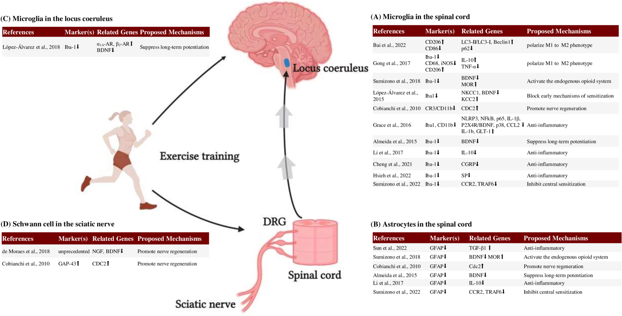 Role of Exercise on Neuropathic Pain in Preclinical Models: Perspectives for Neuroglia