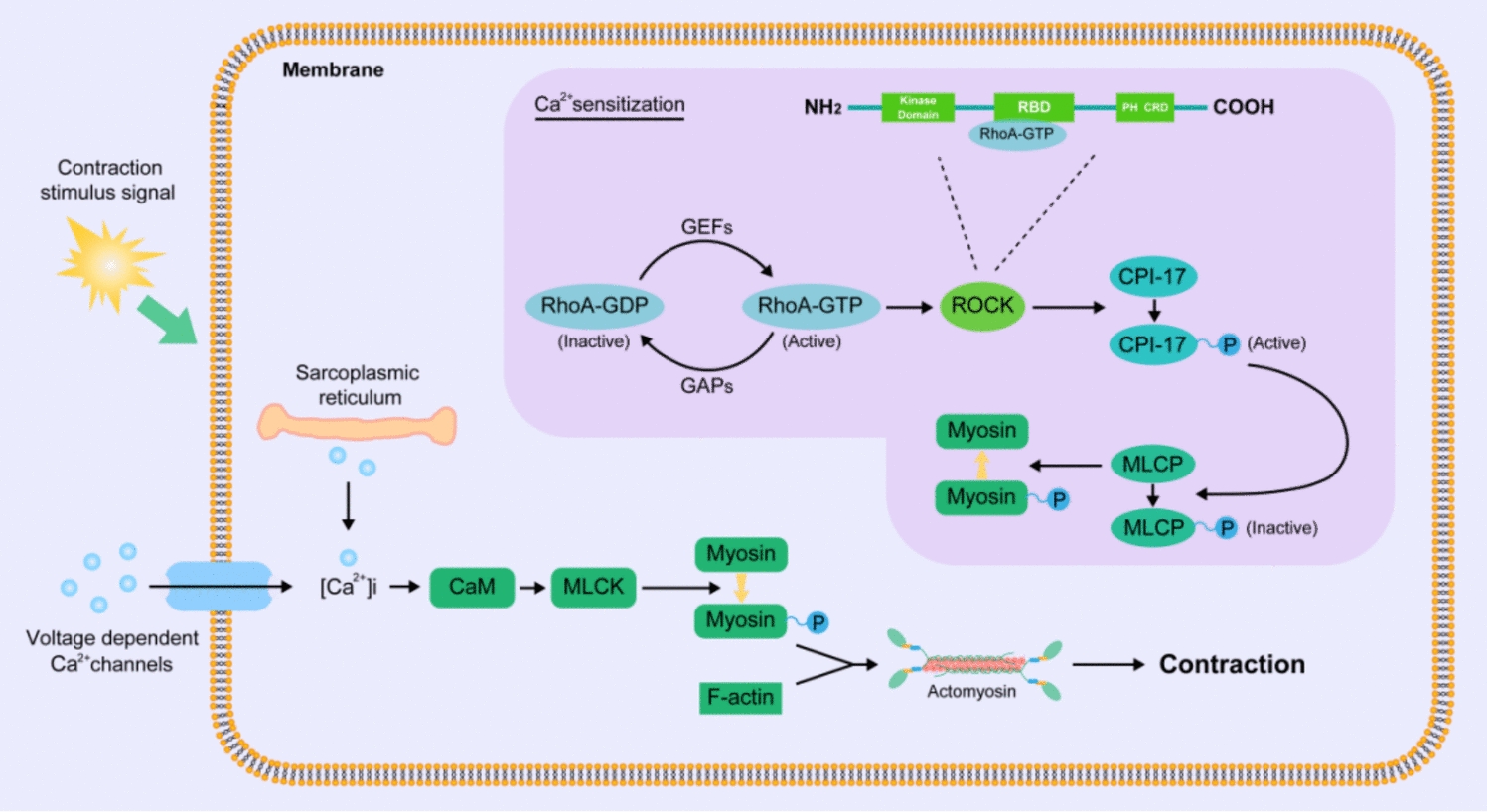 The role of RhoA-ROCK signaling in benign prostatic hyperplasia: a review