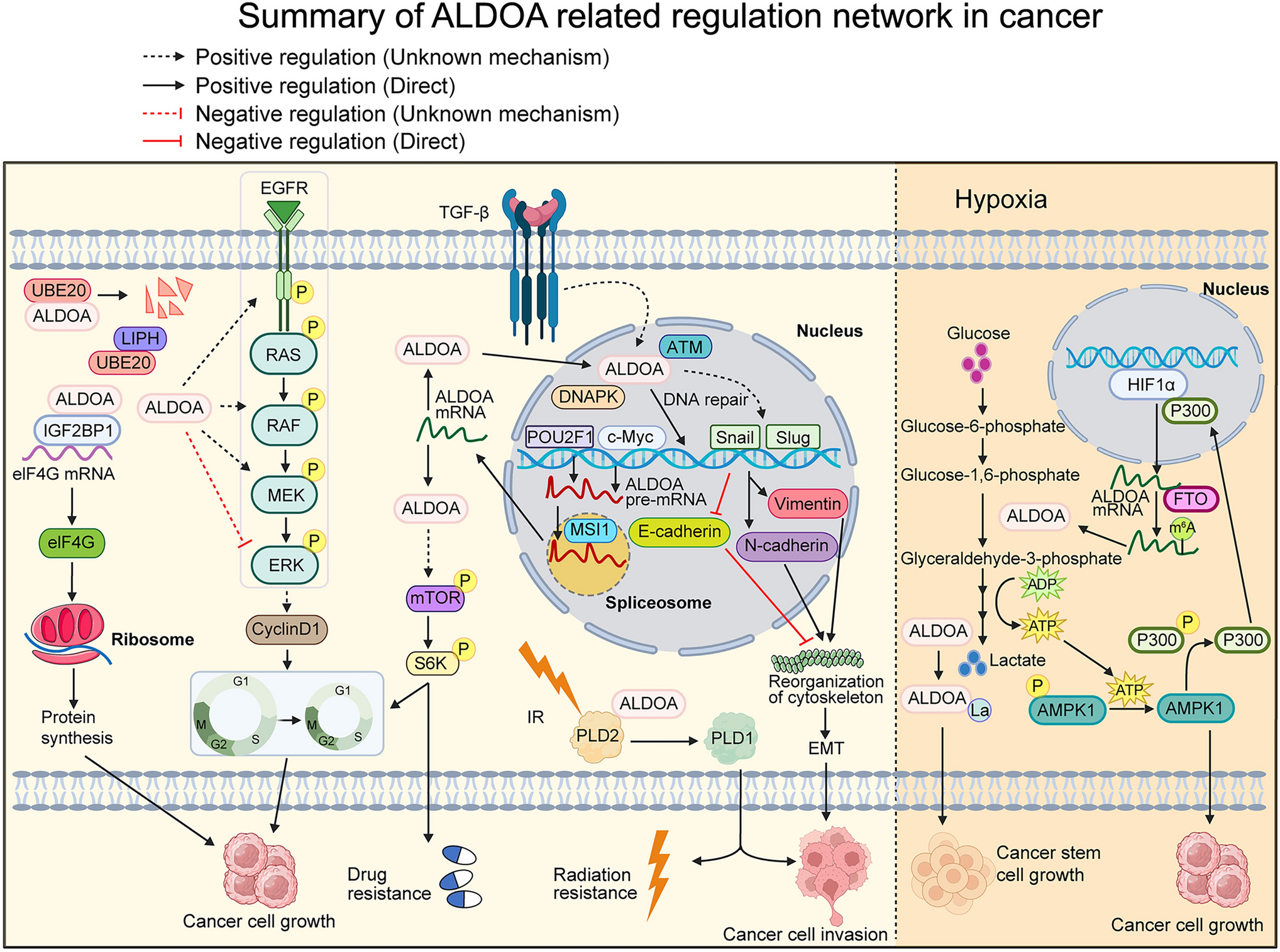 The multifaceted roles of aldolase A in cancer: glycolysis, cytoskeleton, translation and beyond