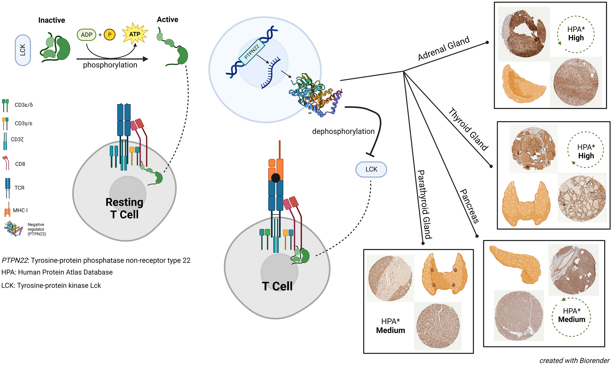 The dual role of PTPN22 in immune modulation and transplantation tolerance