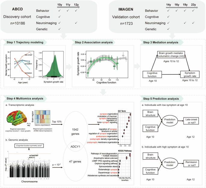 Cognitive predictors of mental health trajectories are mediated by inferior frontal and occipital development during adolescence