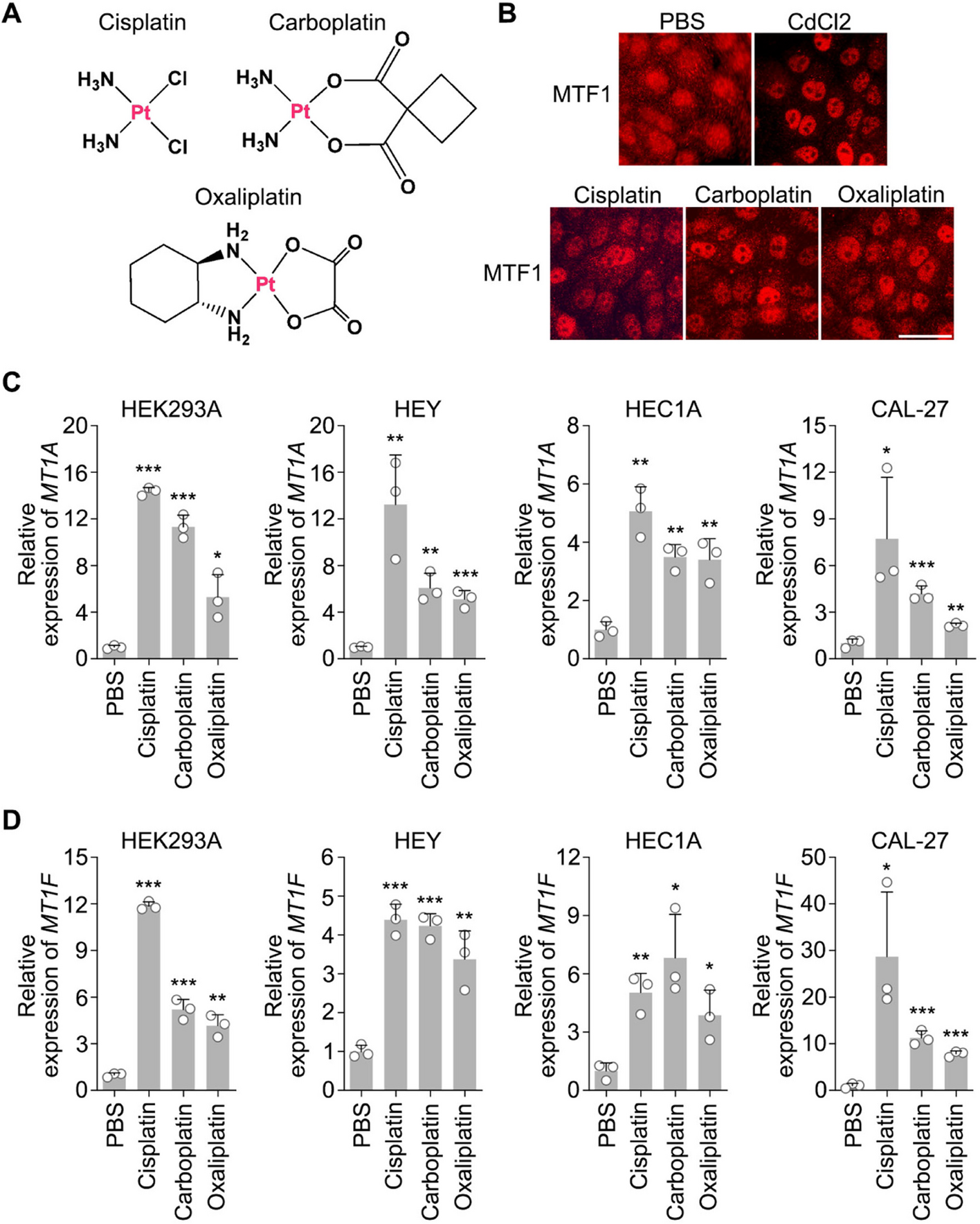The Hippo pathway promotes platinum-based chemotherapy by inhibiting MTF1-dependent heavy metal response