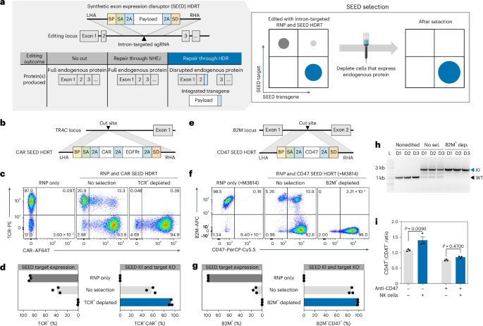 SEED-Selection enables high-efficiency enrichment of primary T cells edited at multiple loci