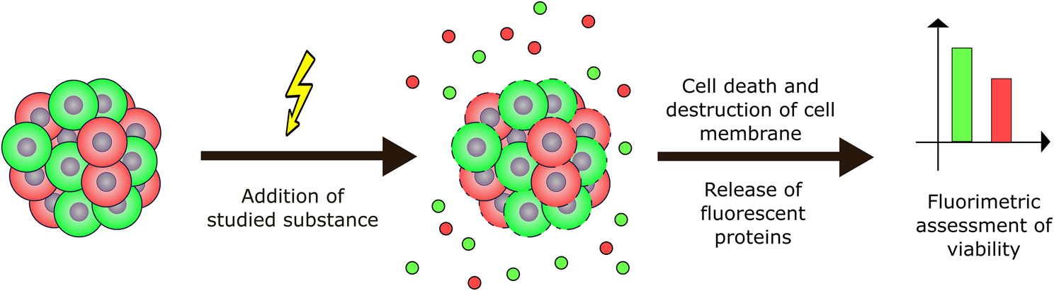 Method for determining of cytotoxicity based on the release of fluorescent proteins