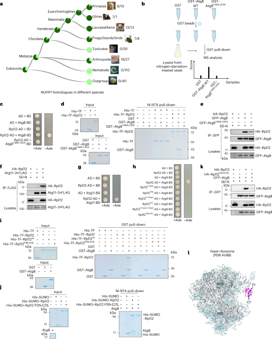 Rpl12 is a conserved ribophagy receptor