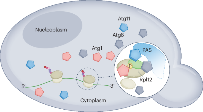 Ribophagy relies on Rpl12