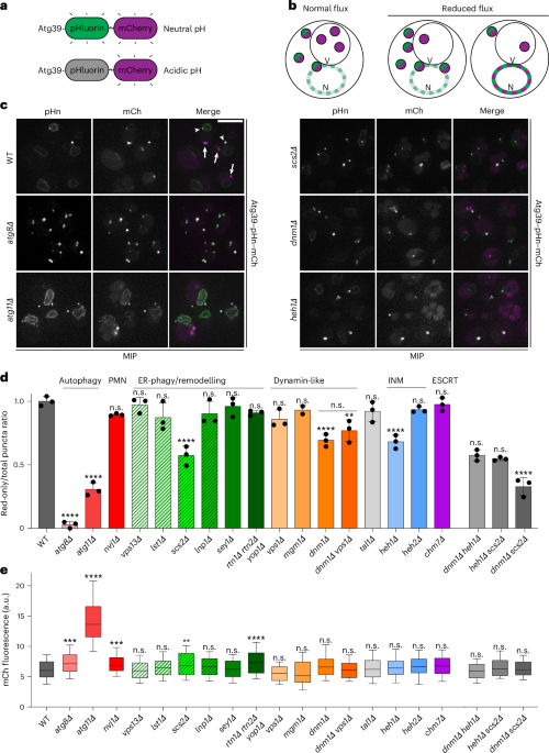 A quantitative ultrastructural timeline of nuclear autophagy reveals a role for dynamin-like protein 1 at the nuclear envelope