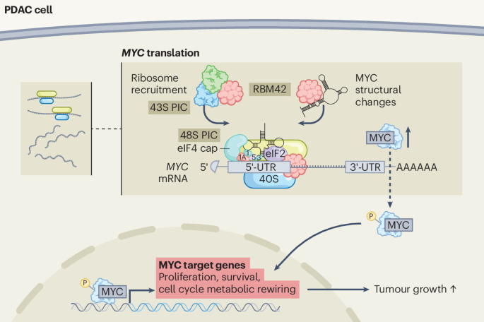 Regulating MYC translation in cancer