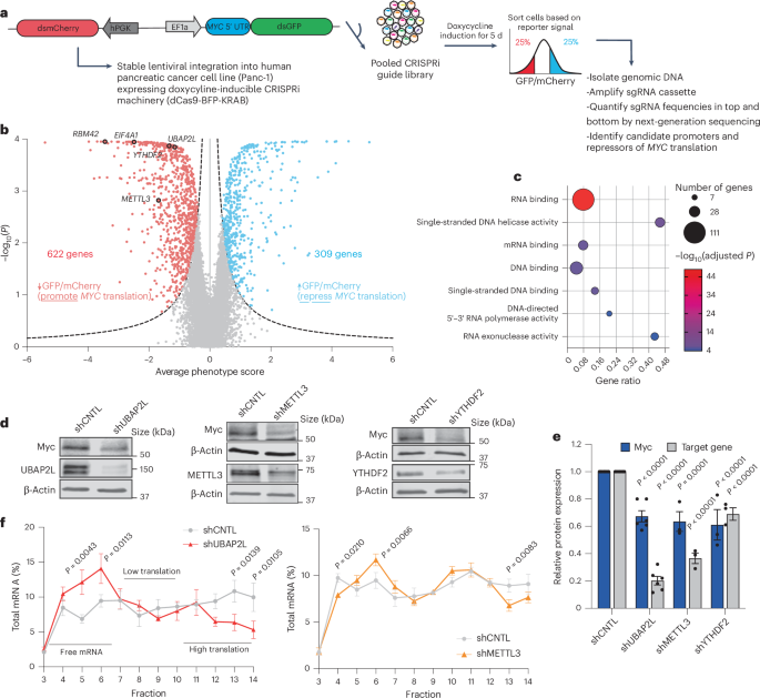 Functional screen identifies RBM42 as a mediator of oncogenic mRNA translation specificity