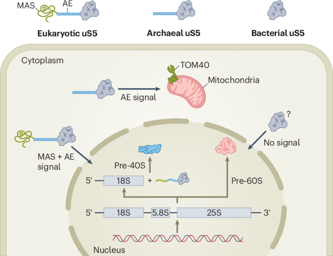 How a ribosomal protein avoids mixed signals
