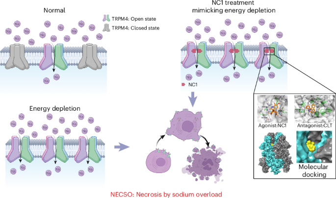 Persistent activation of TRPM4 triggers necrotic cell death characterized by sodium overload