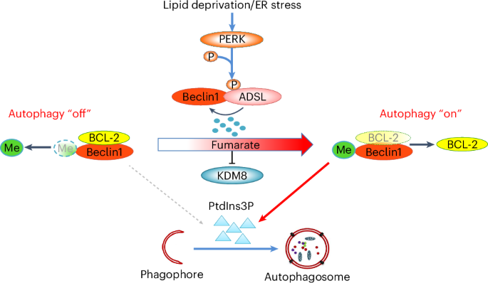 ADSL promotes autophagy and tumor growth through fumarate-mediated Beclin1 dimethylation
