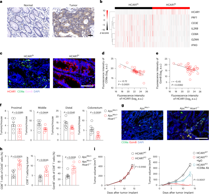The lactate receptor HCAR1 drives the recruitment of immunosuppressive PMN-MDSCs in colorectal cancer