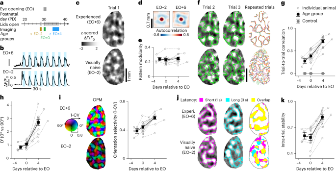 The developmental emergence of reliable cortical representations