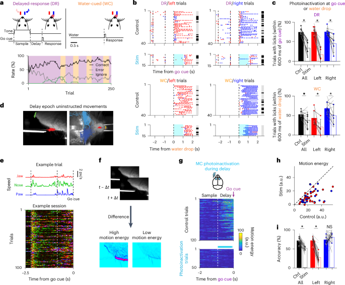 Separating cognitive and motor processes in the behaving mouse