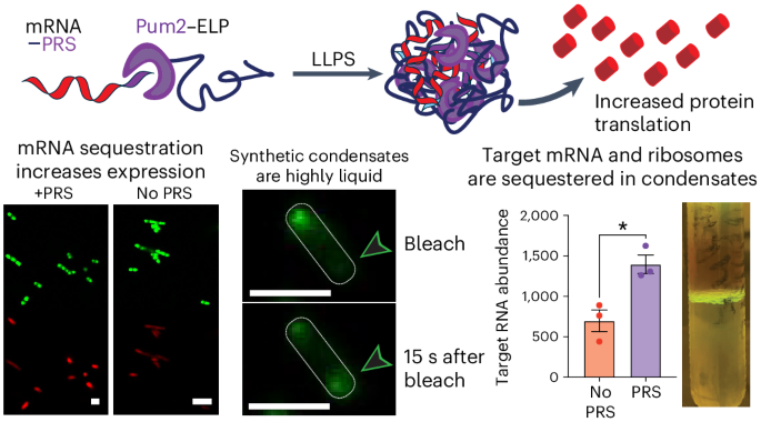 Synthetic biomolecular condensates enhance translation from a target mRNA in living cells