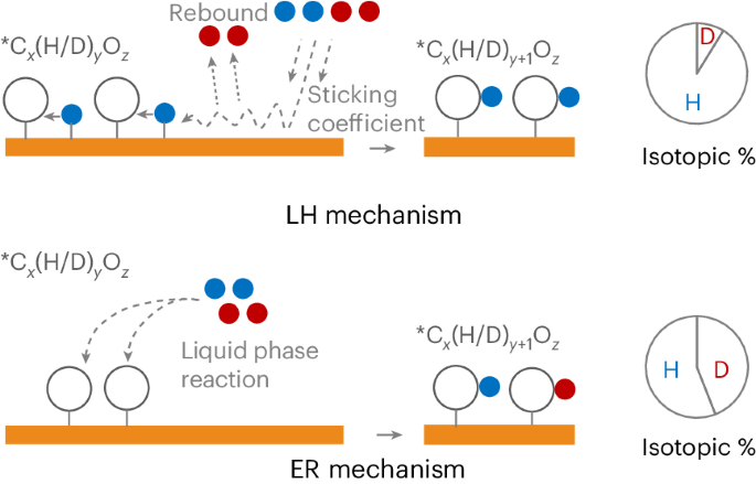 Isotopic labelling of water reveals the hydrogen transfer route in electrochemical CO2 reduction