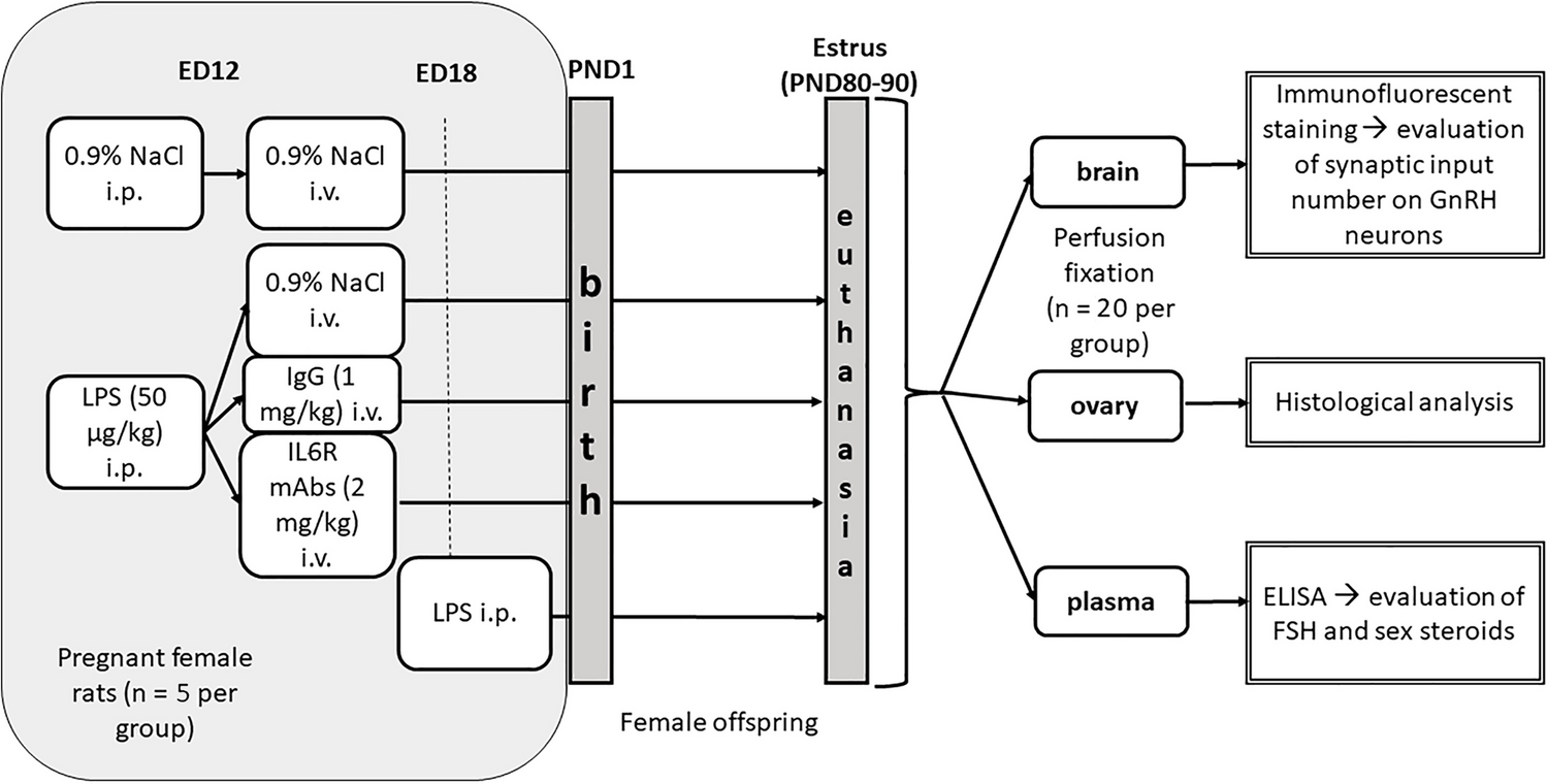 Prenatal Inflammation Reprograms Hypothalamic-Pituitary-Gonadal Axis Development in Female Rats