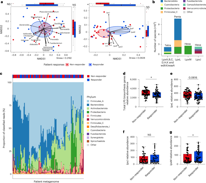 Gut microbiota-derived hexa-acylated lipopolysaccharides enhance cancer immunotherapy responses