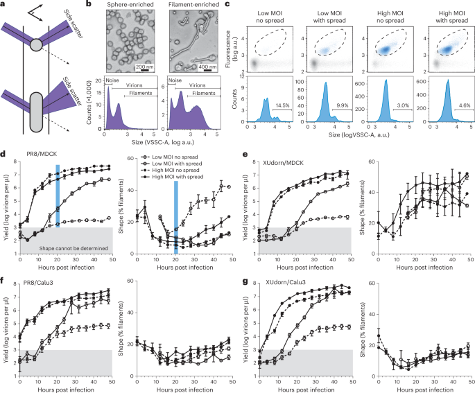 Influenza A virus rapidly adapts particle shape to environmental pressures