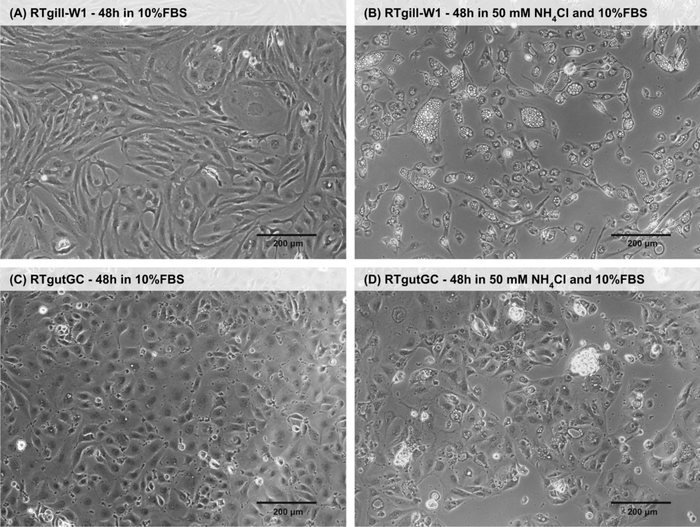 Response of epithelial cell lines from the rainbow trout gut and gill to ammonia
