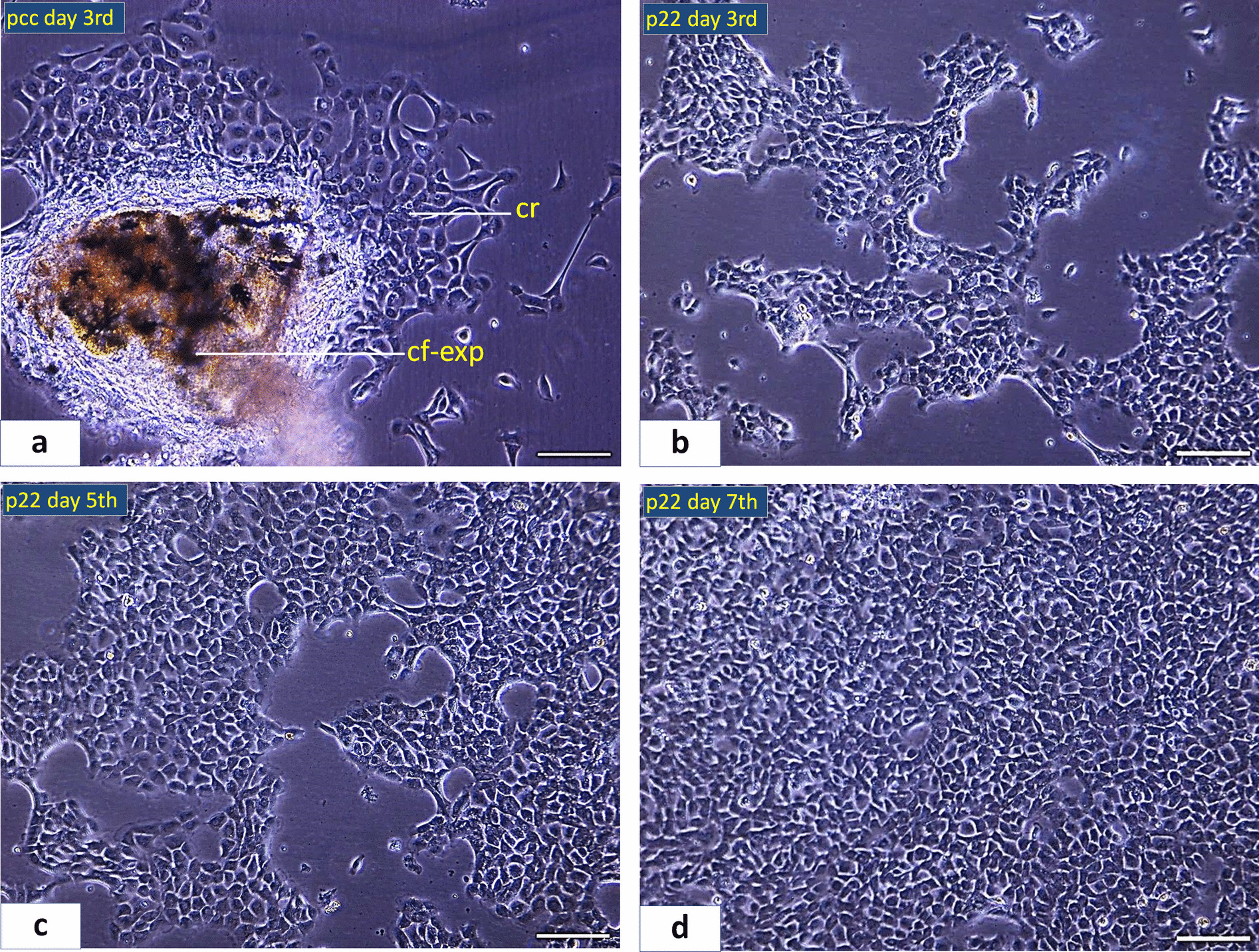 Development and characterization of a cell line from the caudal fin of Schizothorax niger (Heckel, 1838) for in vitro toxicity testing