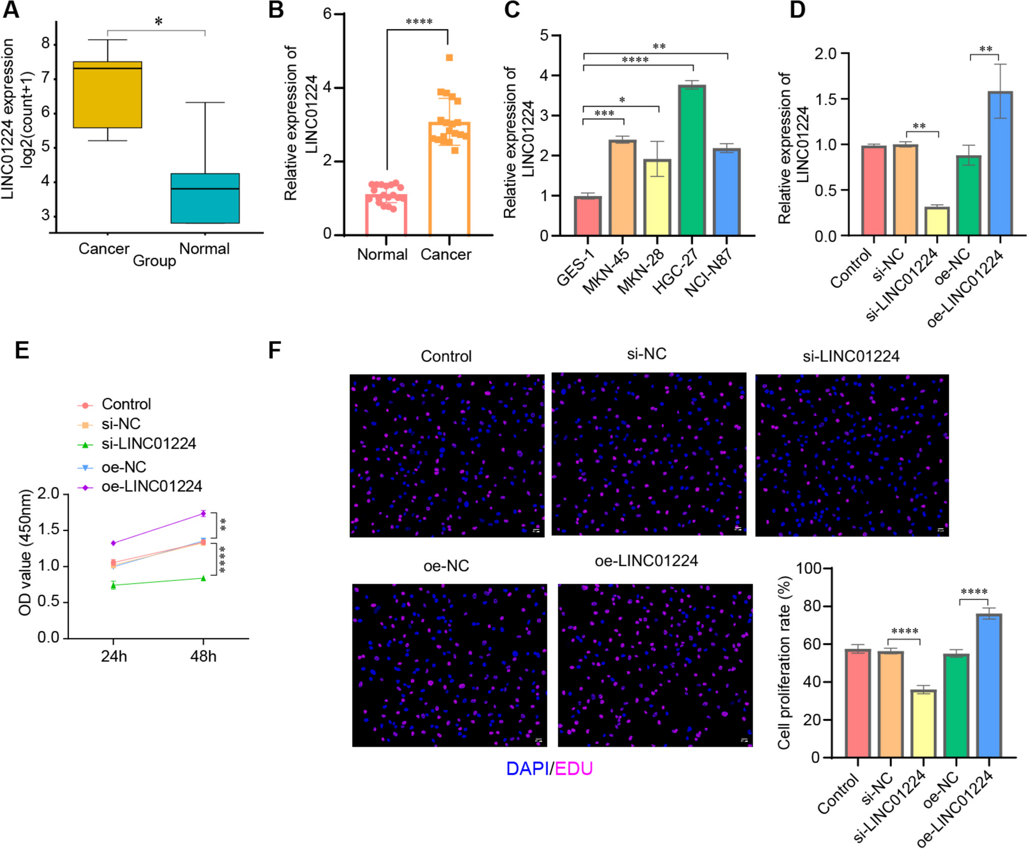 LINC01224 promotes the Warburg effect in gastric cancer by activating the miR-486-5p/PI3K axis