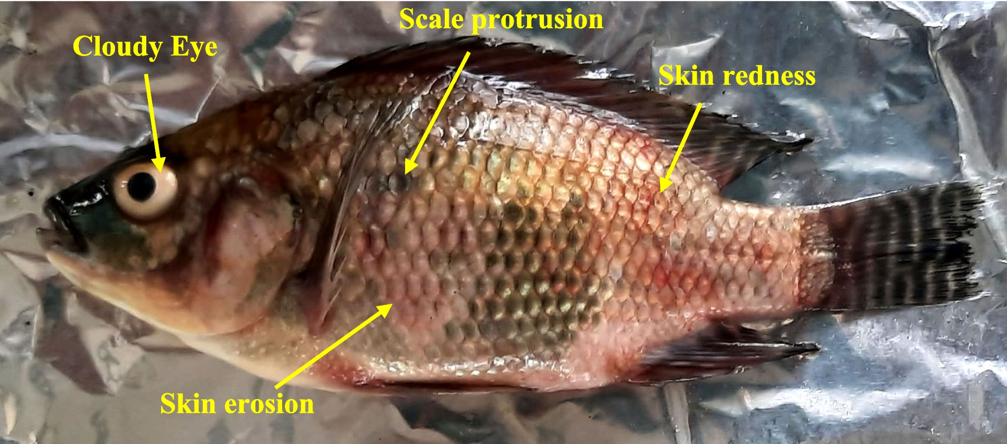 Detection of Tilapia parvovirus in farm-reared tilapia in India and its isolation using fish cell lines
