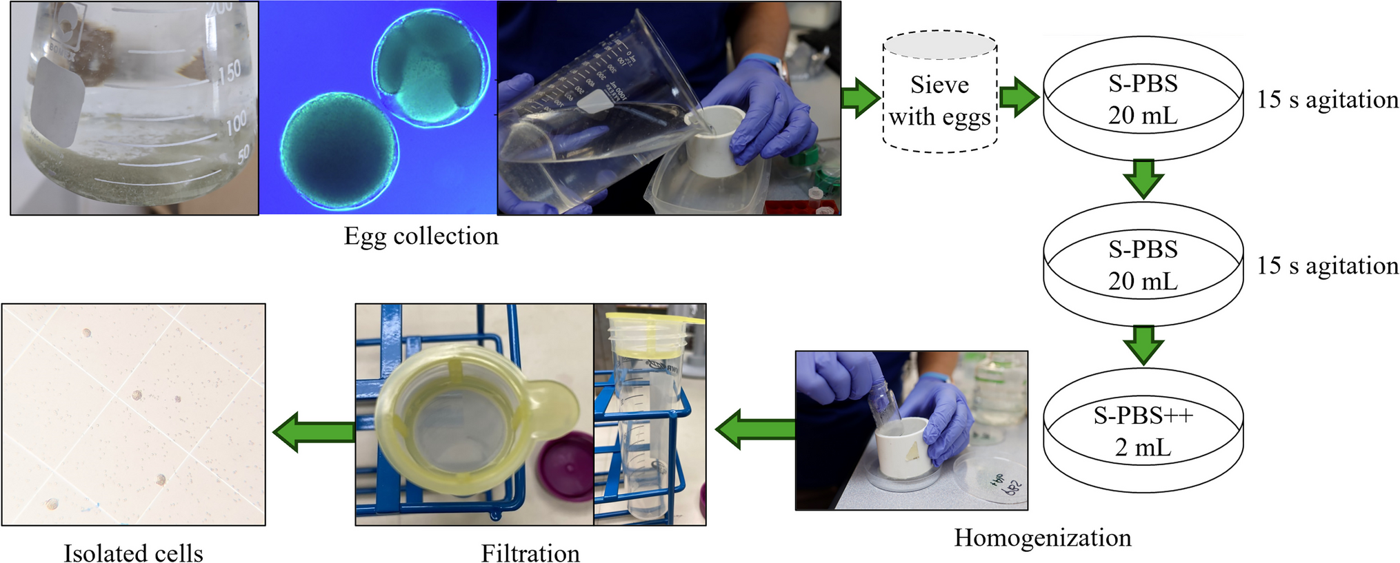 Challenges in cellular agriculture: lessons from Pacific white shrimp, Litopenaeus vannamei