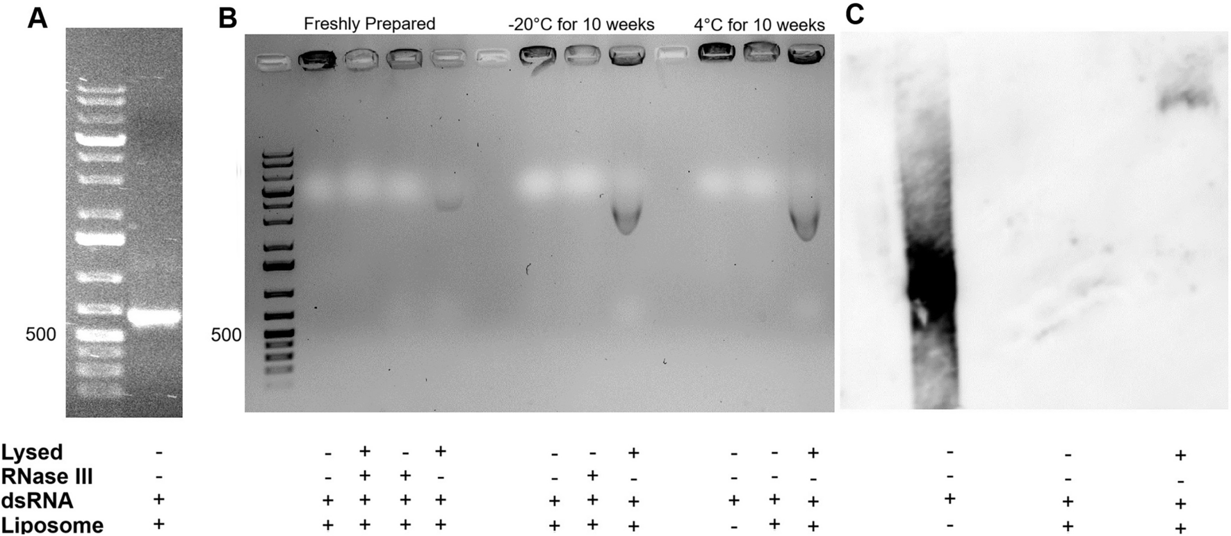 Using cationic liposomes as carriers for long dsRNA to trigger an antiviral response in rainbow trout cell lines
