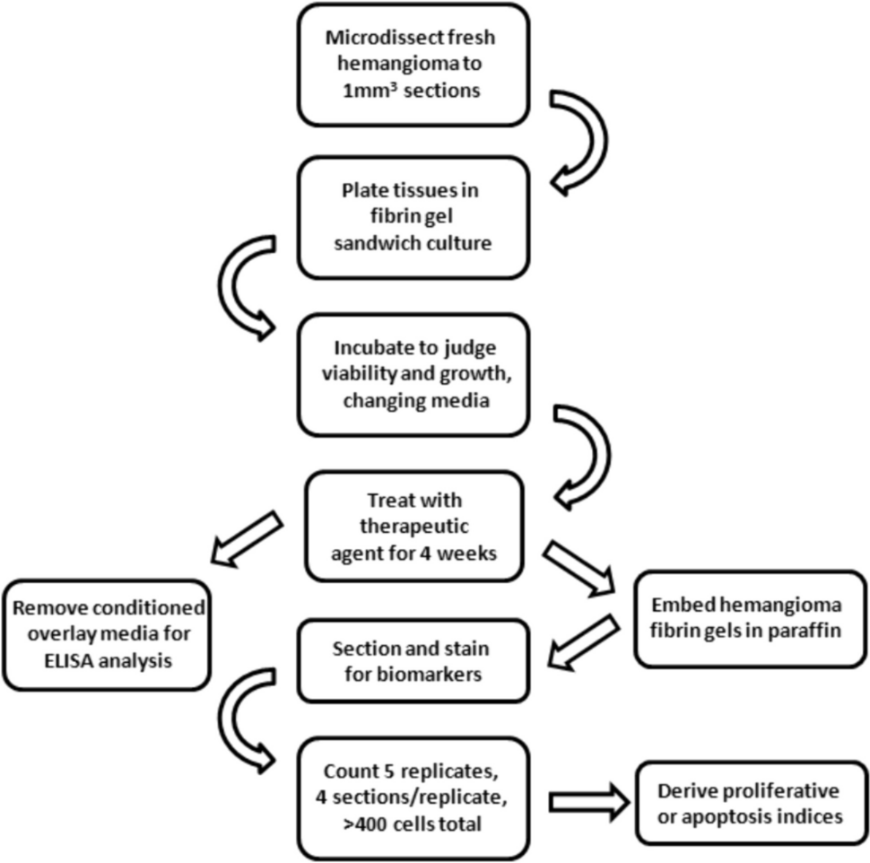 Use of modified human hemangioma tissue cultures and human umbilical vein endothelial cell cultures to gain mechanistic insights into imiquimod treatment for infantile hemangioma