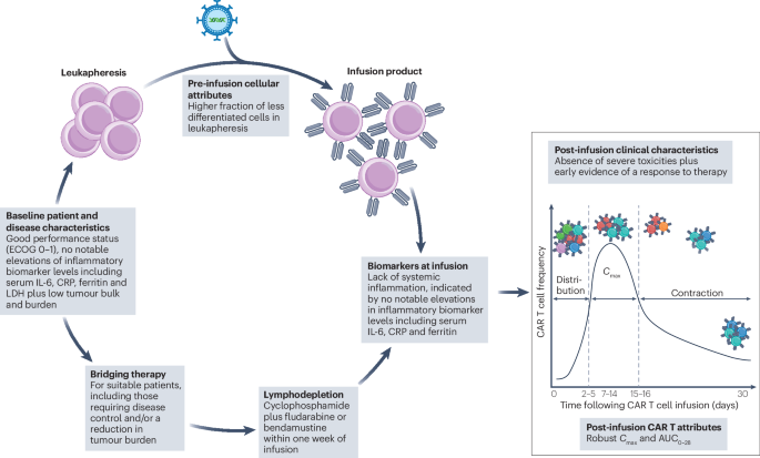 Outcome correlates of approved CD19-targeted CAR T cells for large B cell lymphoma