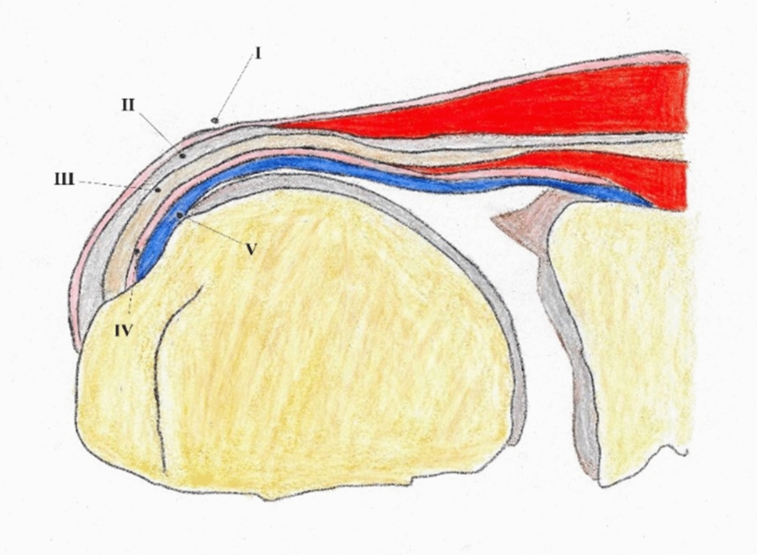 Partial Cuff Repair in Rotator Cuff Tears: Current Concepts and Clinical Considerations