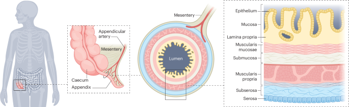 Defining a ‘cells to society’ research framework for appendiceal tumours