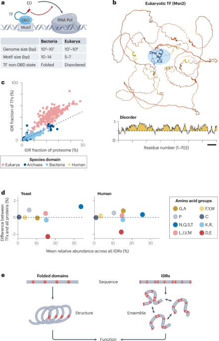 Intrinsically disordered regions as facilitators of the transcription factor target search