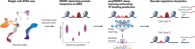 Tracking protein binding to cis-regulatory elements with PRINT