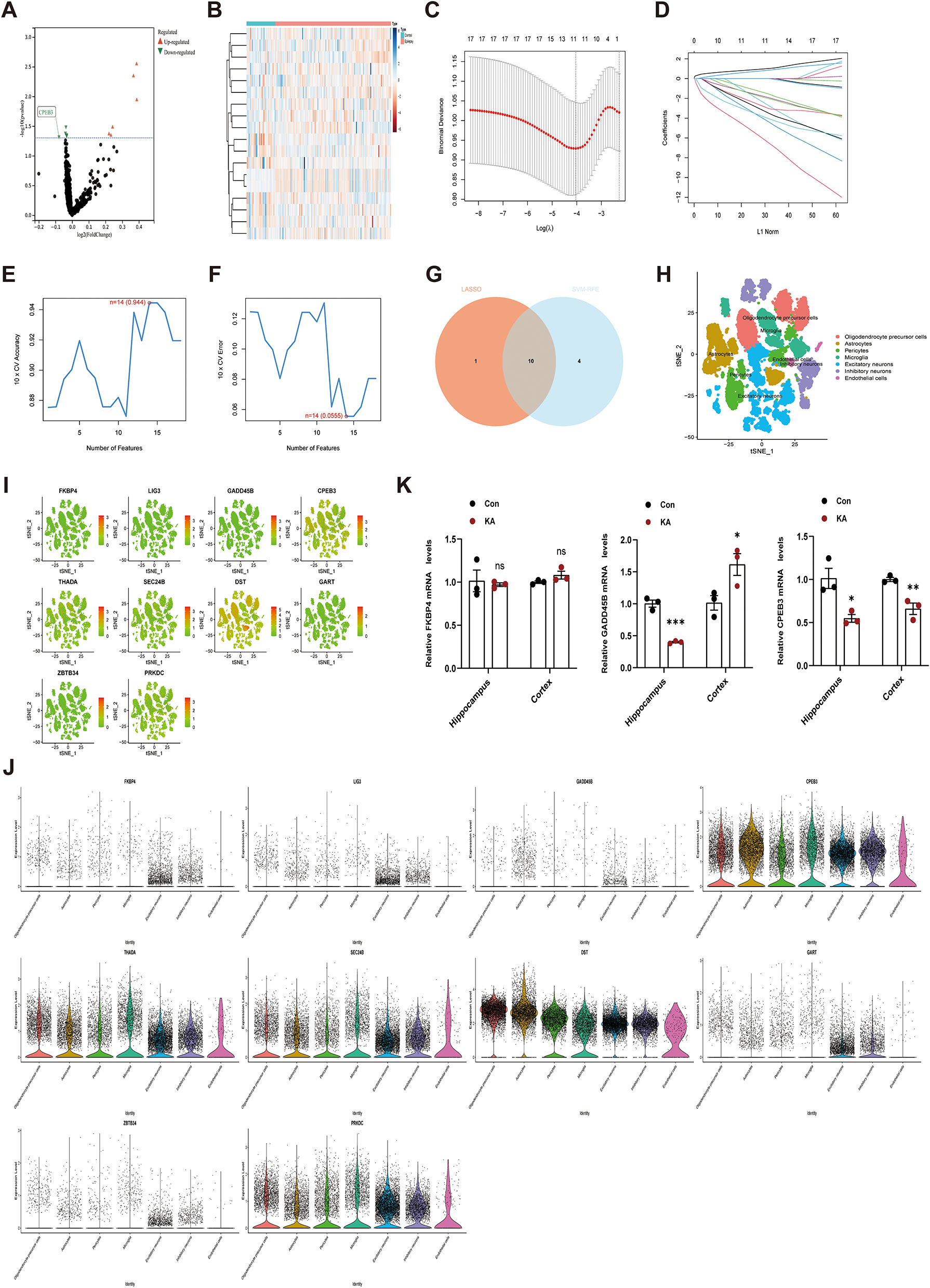 CPEB3 can regulate seizure susceptibility by inhibiting the transcriptional activity of STAT3 on NMDARs expression