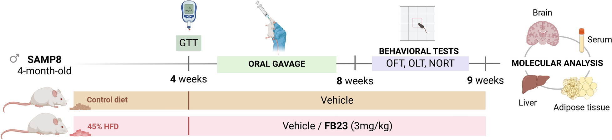 FTO inhibition mitigates high-fat diet-induced metabolic disturbances and cognitive decline in SAMP8 mice