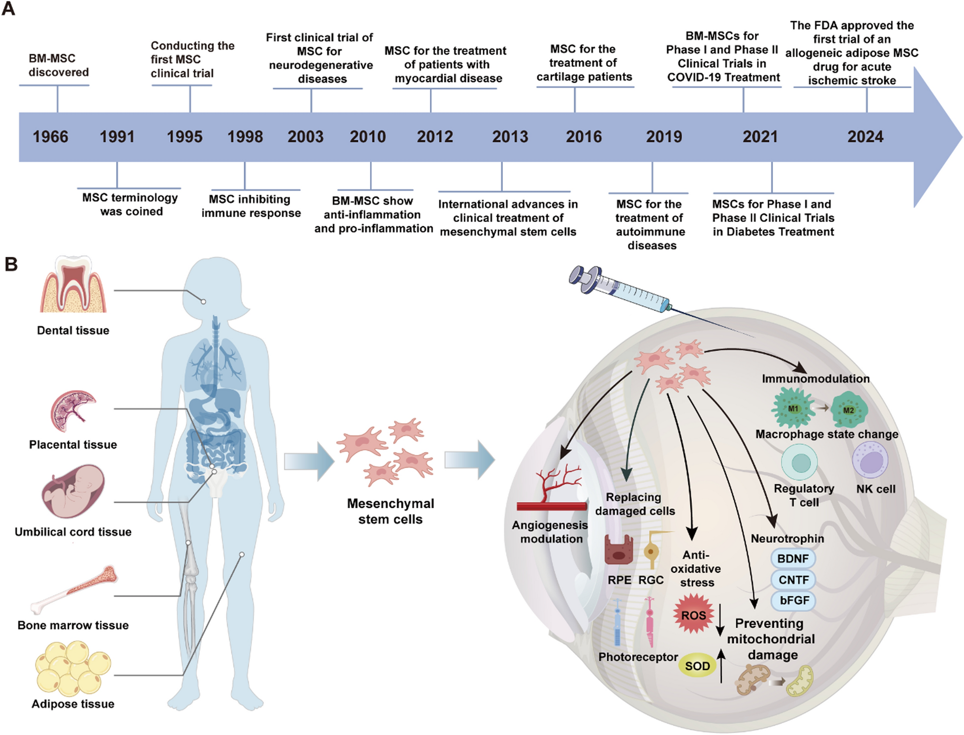 Mesenchymal stem cells and mesenchymal stem cell-derived exosomes: a promising strategy for treating retinal degenerative diseases