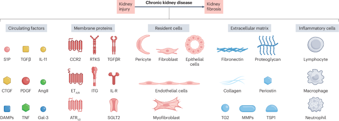 Advances and challenges in kidney fibrosis therapeutics