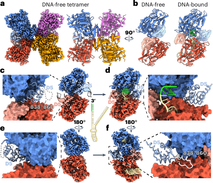 Human polymerase θ helicase positions DNA microhomologies for double-strand break repair