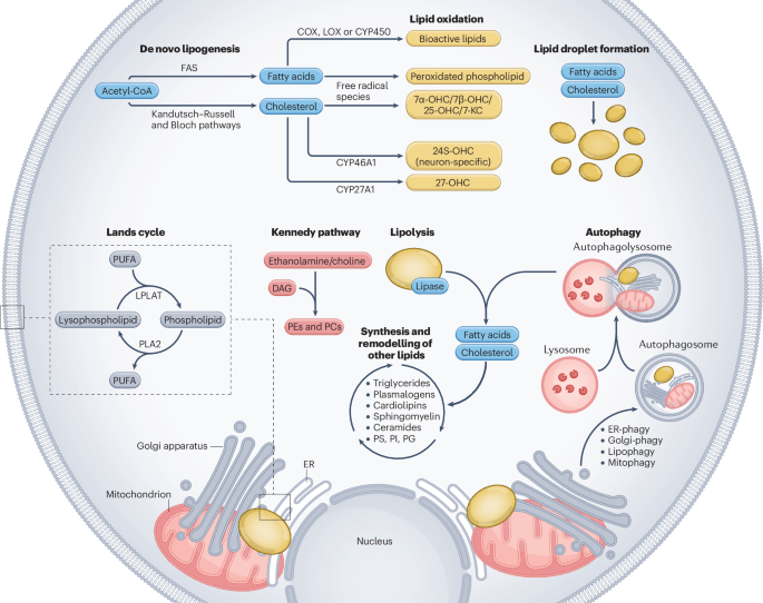 Lipid metabolism, remodelling and intercellular transfer in the CNS